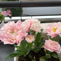 チューリップ,マーガレット,ベランダの画像