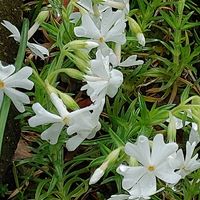 シバザクラ,チューリップ,ツルニチニチソウの画像