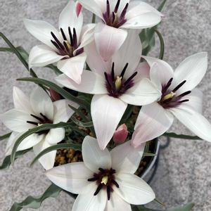 チューリップ,原種チューリップ,球根,開花,球根植物の画像