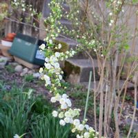 シジミバナ(蜆花）,地植え,我が家の畑,かわいい花,春の訪れの画像