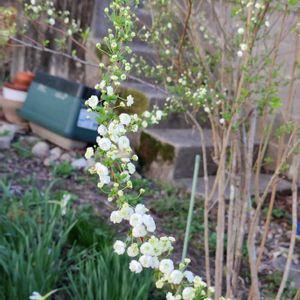 シジミバナ(蜆花）,地植え,我が家の畑,かわいい花,春の訪れの画像