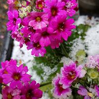 プリムラ マラコイデスの画像