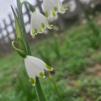 スノーフレークの画像