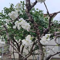 ハナモモの画像