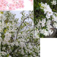 アジュガ,アジュガ,チューリップ,チューリップ,チューリップの画像