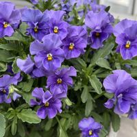 ビオラ,ビオラ,ビオラ ミルフル,ビオラ ミルフル,ベランダガーデンの画像