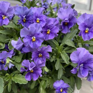 ビオラ,ビオラ,ビオラ ミルフル,ビオラ ミルフル,ベランダガーデンの画像