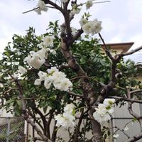 ハナモモの画像