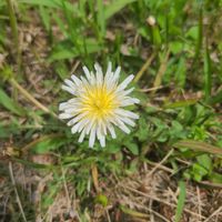 タンポポの画像