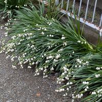 スノーフレークの画像