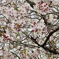 モモイロタンポポ,サクラ,ジューンベリー,ソメイヨシノ,桃色たんぽぽ（クレピス）の画像