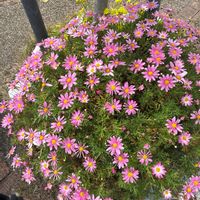 マーガレットの画像