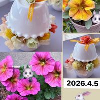 スミレ,ハイビスカス サマーブリーズ,ペチュニア　ビューティカル,花のある暮らし,元気もらえるの画像