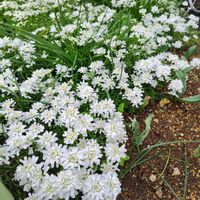 イベリスの画像