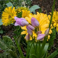 ガーベラ,カランコエ,チューリップ,ヤマブキ,レンギョウの画像