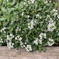 アリッサム,スイート  アリッサムの画像