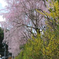 レンギョウ,しだれ桜,春のお花,春到来！,可憐な花の画像