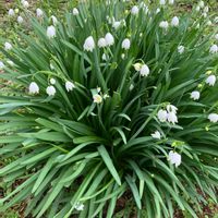 スノーフレークの画像