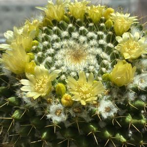 サボテン,金洋丸,出窓,キュンキュン乙女倶楽部,スマホ撮影加工なしの画像