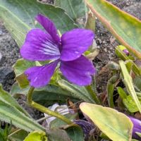 スミレ,スミレ,ヒメスミレ,アリアケスミレ(有明菫),ヒメスミレ(姫菫)の画像