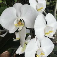 胡蝶蘭,アデニウムの画像