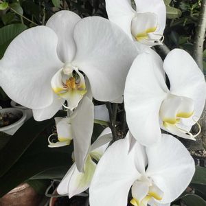 胡蝶蘭,アデニウムの画像