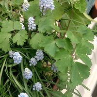 ドウダンツツジ,ハナズオウ,ムスカリ,西洋オダマキ,花のある暮らしの画像