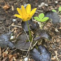 山野草,シェードガーデン,春の訪れ,ズボラガーデナー,日曜日はビタミンカラーの日の画像