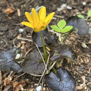 山野草,シェードガーデン,春の訪れ,ズボラガーデナー,日曜日はビタミンカラーの日の画像