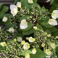 アジサイ,アジサイ,冬アジサイ,コエビソウ,ストロマンテ・トリオスターの画像