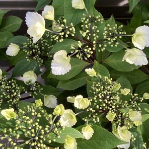 アジサイ,アジサイ,冬アジサイ,コエビソウ,ストロマンテ・トリオスターの画像