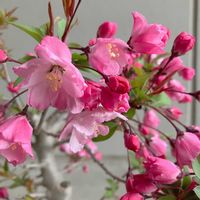 ハナカイドウ,ハナカイドウ,塊根植物,花木,愛知豊明花き地方卸売市場の画像