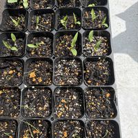 とうもろこし,家庭菜園の画像