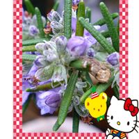 ローズマリー,ハーブ,薄紫の花,ローズマリーの栽培,プラ鉢で栽培の画像