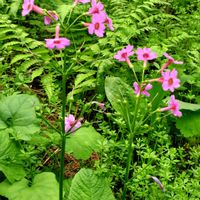 クリンソウ,サクラソウ,サクラソウ,山野草,今日のお花の画像