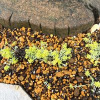 モリムラマンネングサの画像