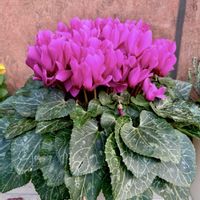 ガーデンシクラメン,ピンクの花,今日の一枚,花のある暮らし,ガーデンシクラメン❤︎の画像