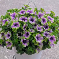 ペチュニア,ガーデニング,マイガーデン,GSのみなさんに感謝♡,Happyな気分の画像