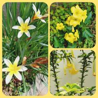 エンジェルストランペット,スパラキシス,オオキバナカタバミ,お出かけ先にて,幸せの黄色いお花の画像