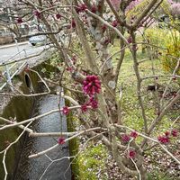 ハナズオウの画像