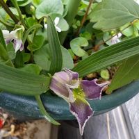 ゲンペイコギク,クレマチス,スミレ,クレマチス ソシアリス,斑入りアマドコロの画像