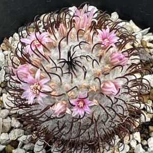 サボテン,サボテン科,サボテンの花,ピンクの花,マミラリア属の画像