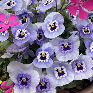 ガーデニング,マンション専用庭,庭の画像