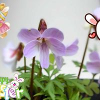 シクラメン,スミレ,ウスベニヒゴスミレ,可愛い,コラージュの画像