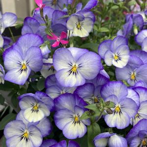 ガーデニング,マンション専用庭,庭の画像