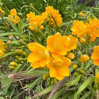 フリージアの画像