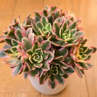 アエオニウム 属,アエオニウム 属,甜茶錦,甜茶錦,多肉植物の画像