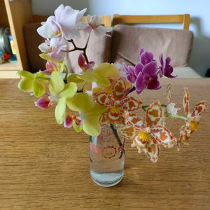 オドントグロッサム,胡蝶蘭,観葉植物,ベランダー,着生植物の画像