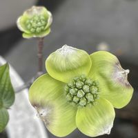 ハナミズキの画像