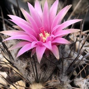 サボテン,ネオポルテリア属,ヴィオラシフローラ,ベランダの画像